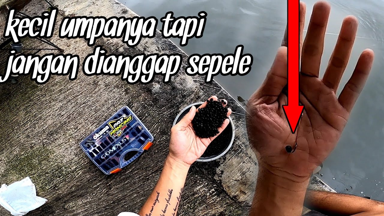 MERESAHKAN !! umpan kecil cabe rawit ,1 menit terakhir bikin sakit