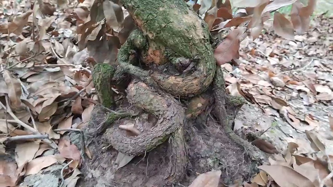 Mai xã tàng 5 Tết
