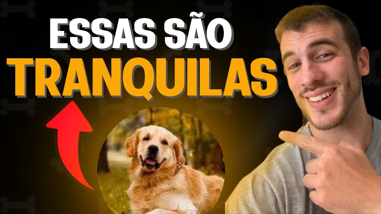 10 raças de cachorro mais fáceis de cuidar |  GUIA PARA INICIANTES