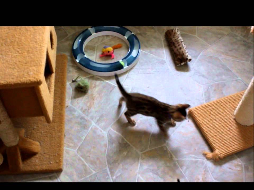 Bengal Playtime!!