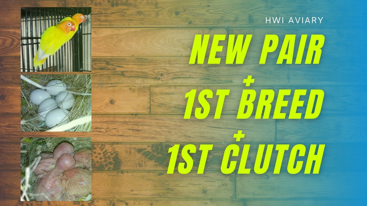 New pair + 1st breed + 1st clutch | HWI Aviary | Urdu/Hindi