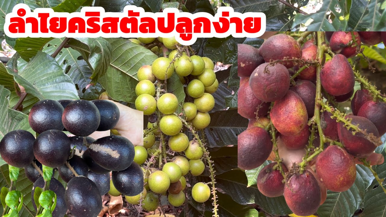 วิธีการปลูกลำไยคริสตัล ลำไยคริสตัลปลูกง่าย ที่ไร่ภูสีเงิน จังหวัดสระแก้ว 083-0684192