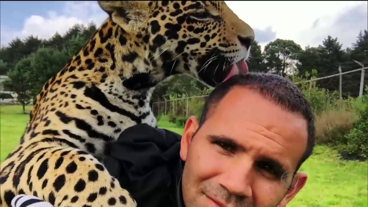 Berçário de felinos no México