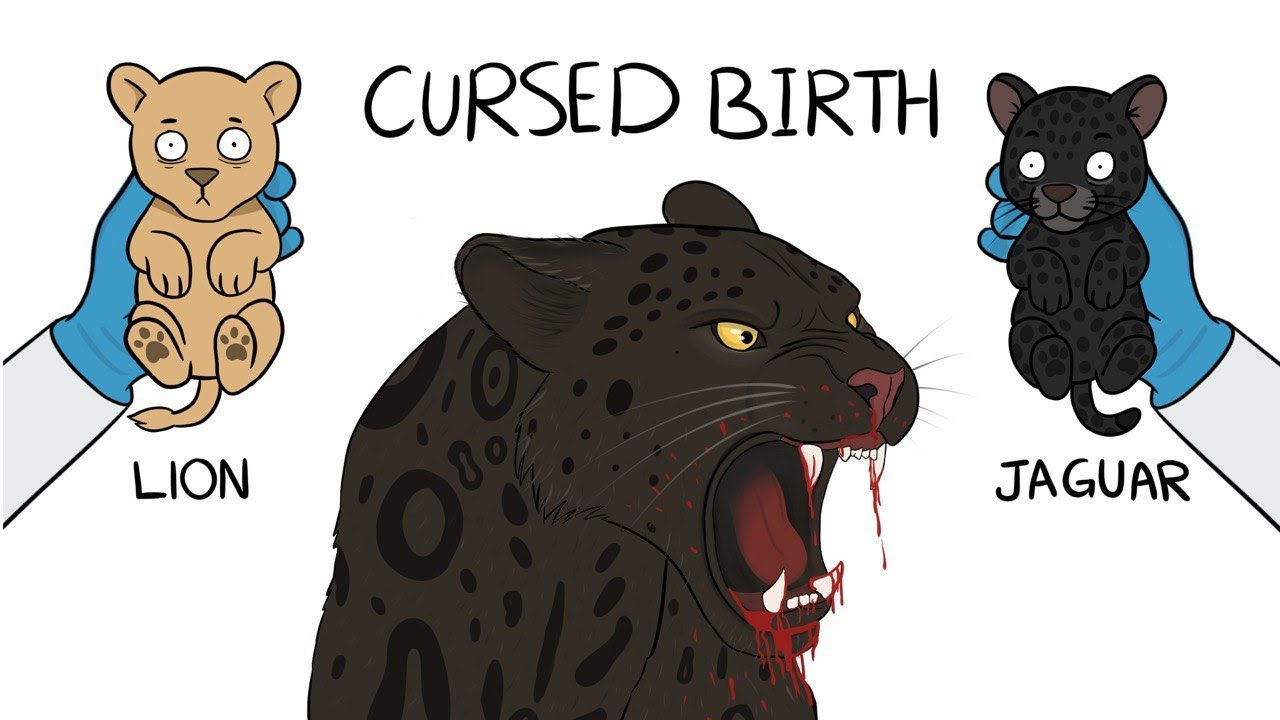 Why it Sucks To Be Born As a Jaglion