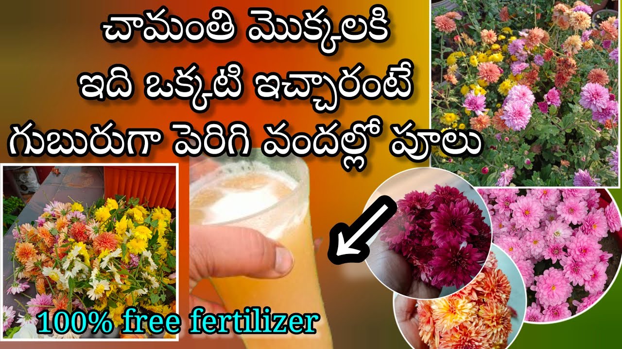 chamanthi plant care in telugu | chamanthi mokkalu ela penchali | chamanthi plant fertilizer