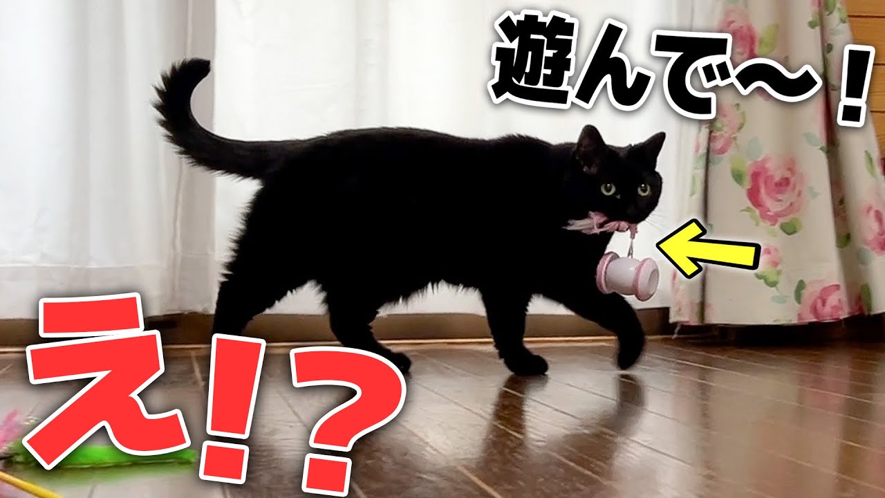 遊んでほしくなった黒猫がとんでもないものを咥えて持ってきましたwww