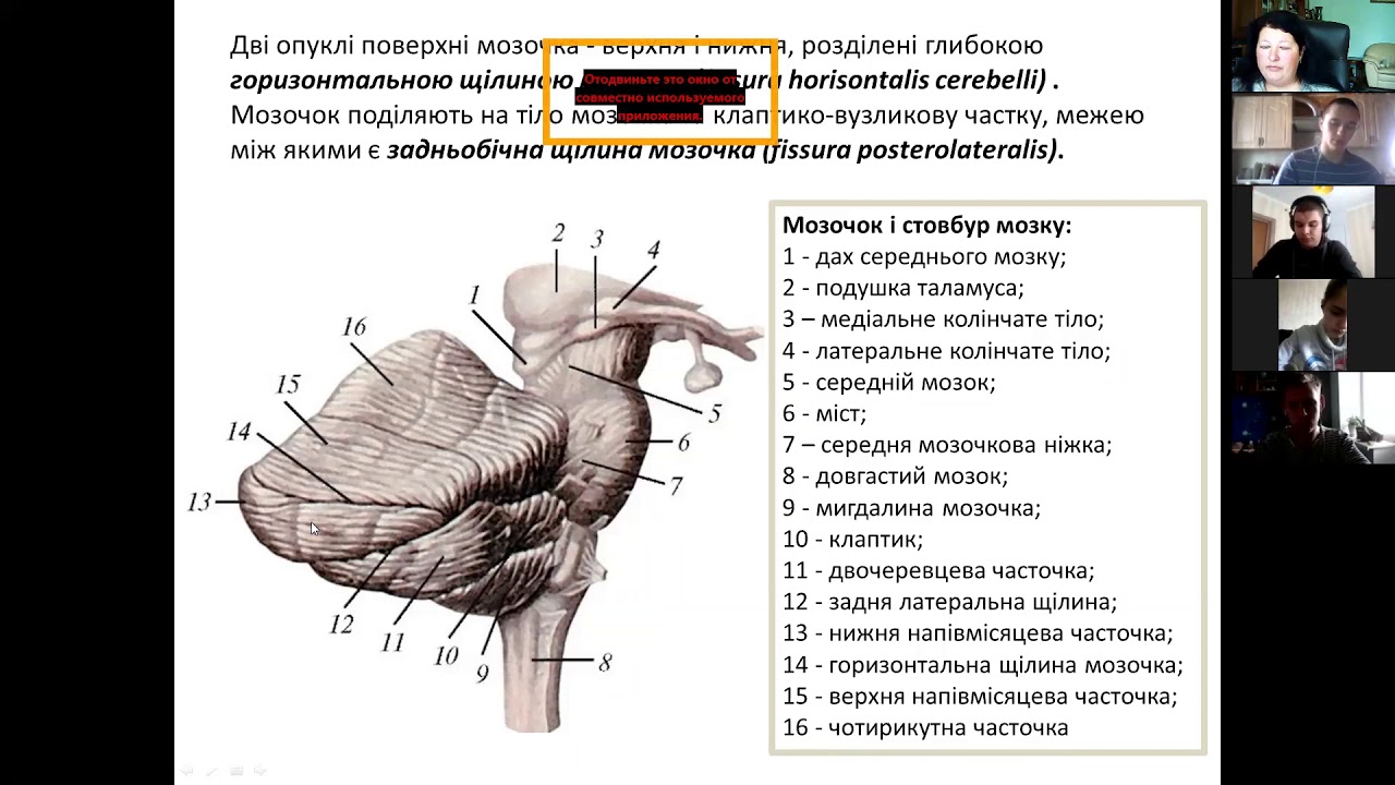 Задній мозок. Четвертий шлуночок мозку.