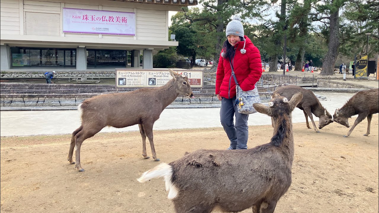 日本行（10）2026-01-29 奈良东大寺 喂小鹿