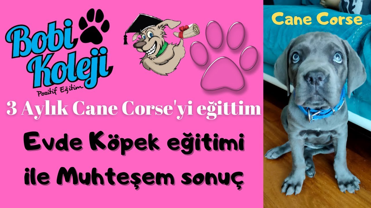 3 Aylık Yavru Cane Corse Eğitimi. İzmir Evde Köpek Eğitimi İle Muhteşem Sonuç