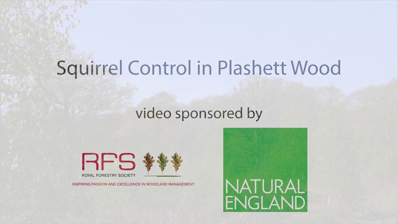 Squirrel Control Case Study - Plashett Wood
