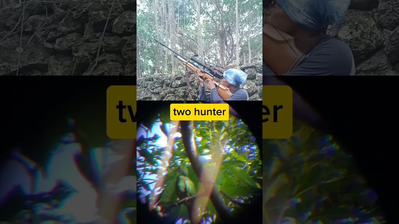 hunting punai#shoot #berburupunaiterbaru #berburu #berburupunai #berburuburungpunai #hunting #punai