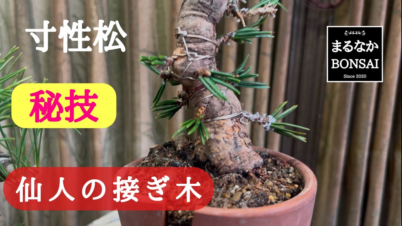 #397 秘技　寸性松の接ぎ木！@まるなかBONSAI  【ミニ盆栽】