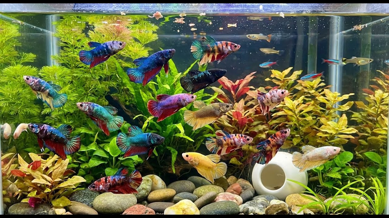 These Rare Betta Fish Cost More Than Gold | Insanely Expensive & Beautiful #RareBetta #ExpensiveFish