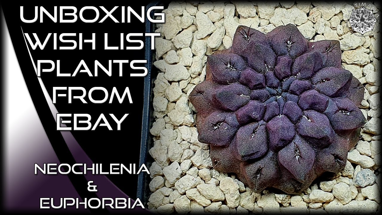 Unboxing Wish List Plants from Ebay | Neochilenia & Euphorbia | #Cactus & #Succulent Collection