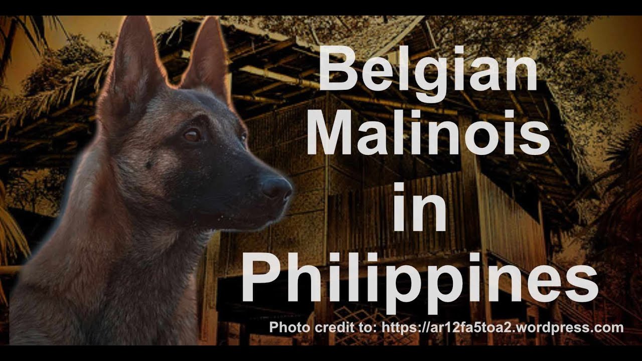 Belgian Malinois Price Philippines - re-upload