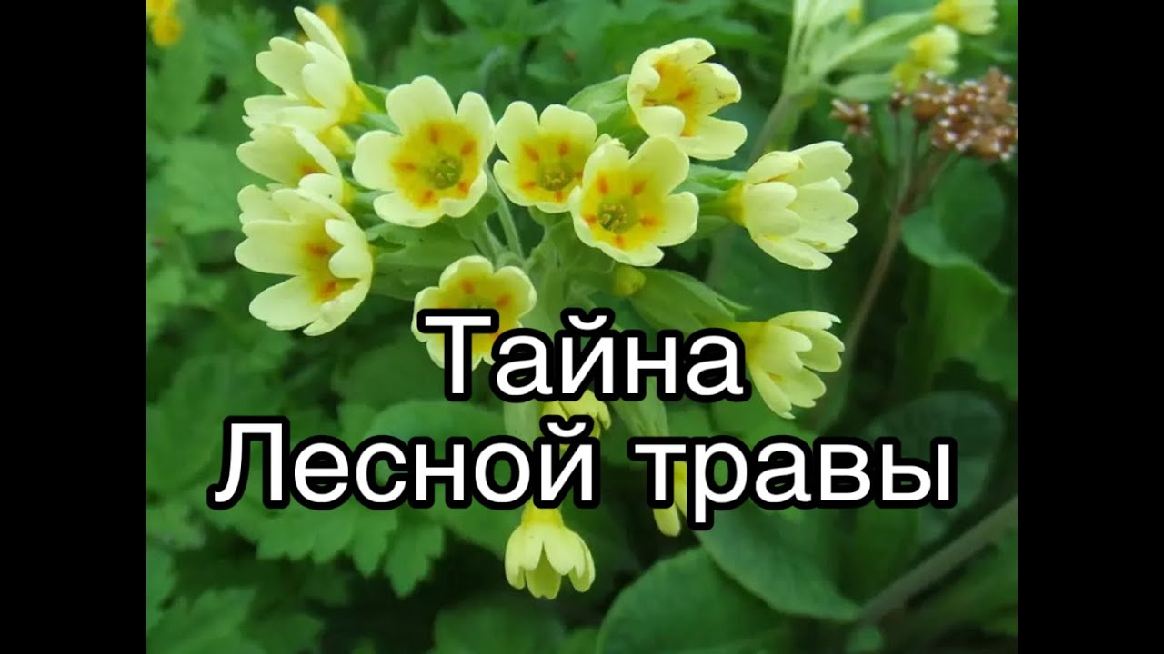 Шокирующие свойства лесной ПРИМУЛЫ, о которых мало кто знает!