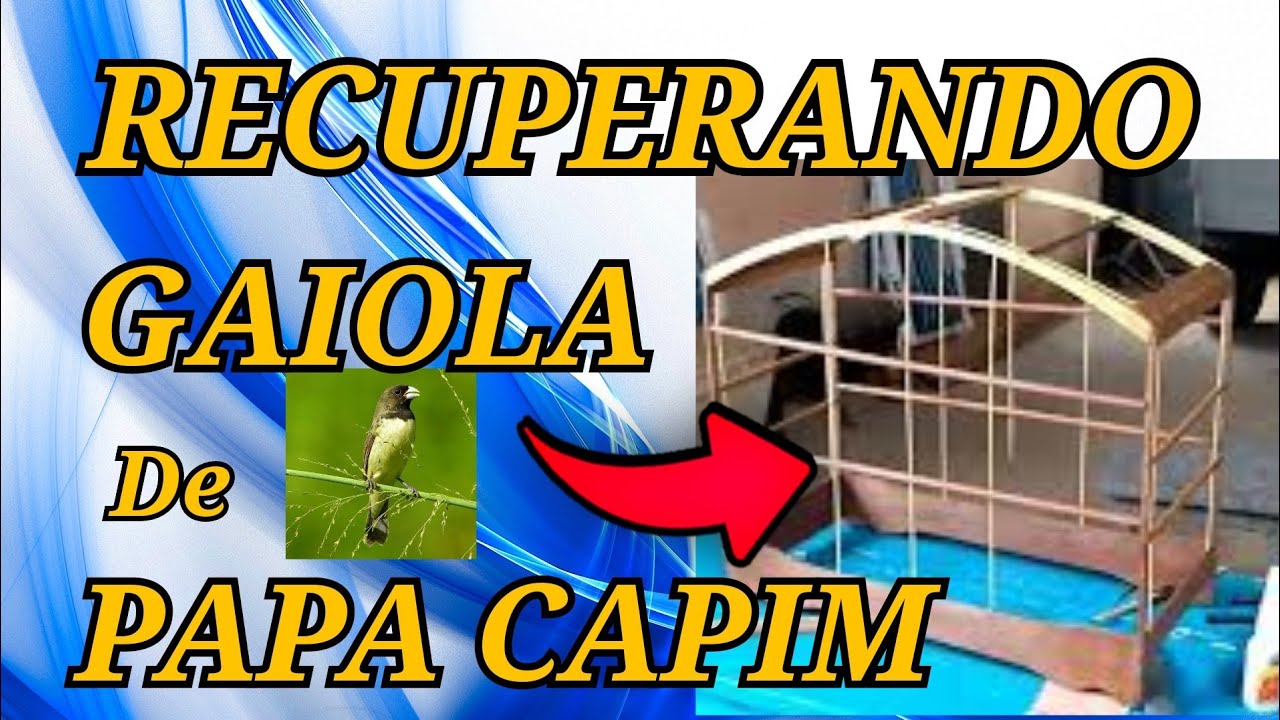 RESTAURA&Ccedil;&Atilde;O DE GAIOLA DE COLEIRO PAPA CAPIM - PASSO A PASSO gaiola artesanal