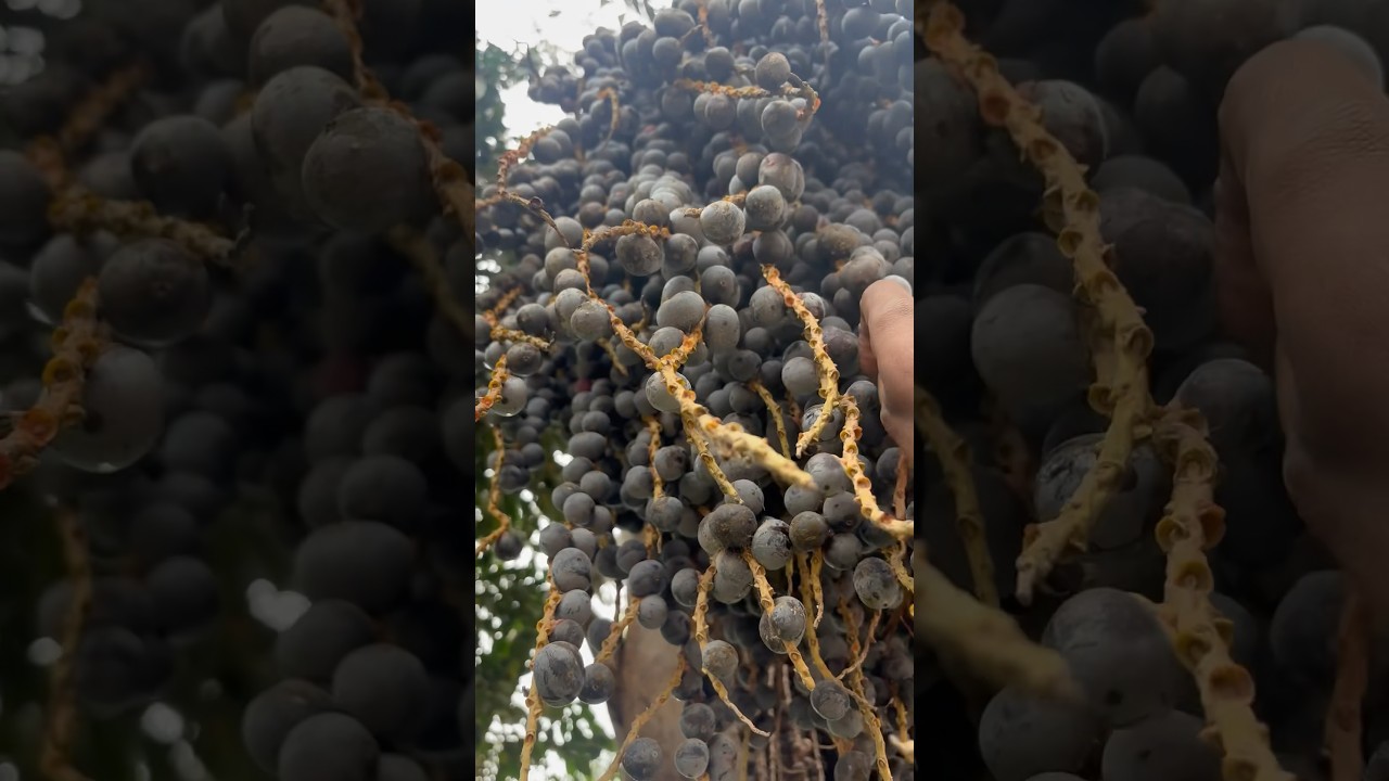 Acai  Berry Picking Tropical Fruit #shorts Acai Berry Plant #acai #acaiberry #benefits #usa #foods
