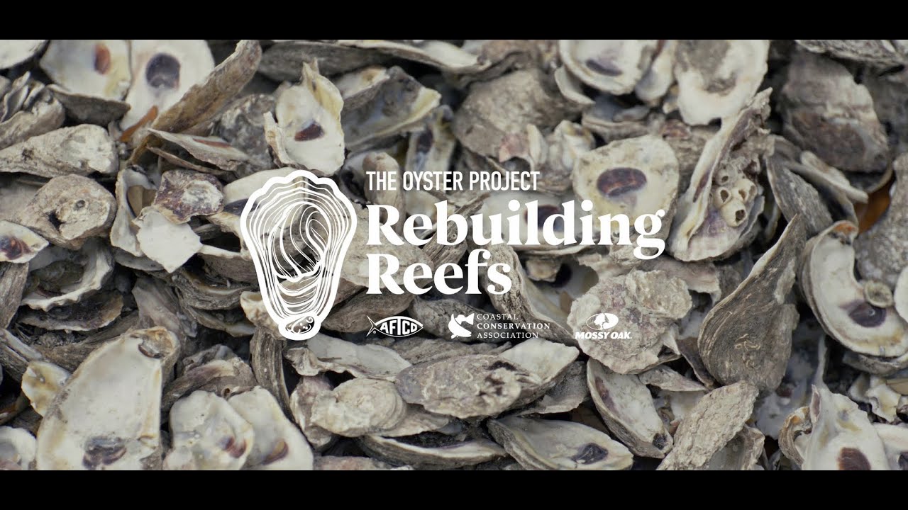 Rebuilding Reefs: The Oyster Project