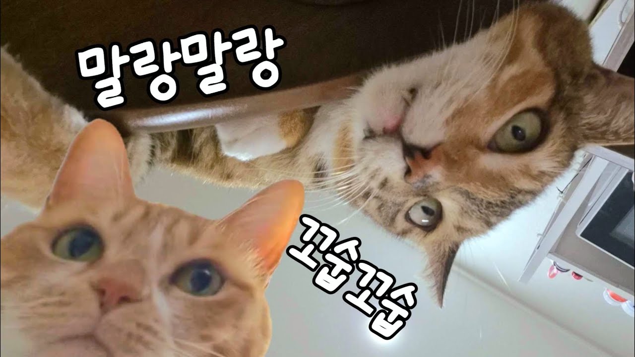 고양이 꼬순내와 뱃살 가득한 영상(feat.커스텀키링, 카페 힐링)