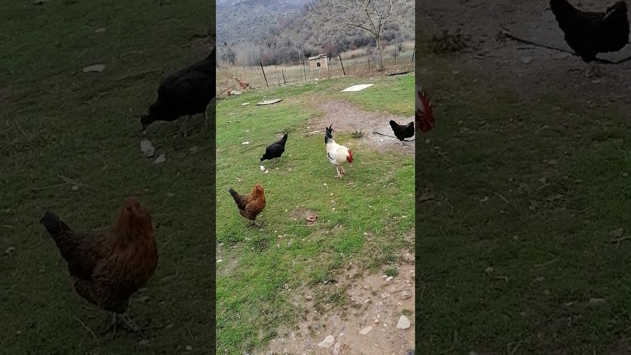 Merişk u Dikel xoş yet kes ne xot 😁