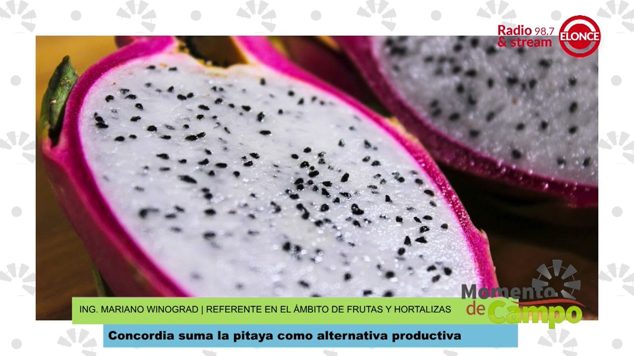 MOMENTO DE CAMPO - Concordia Suma La Pitaya Como Alternativa Productiva