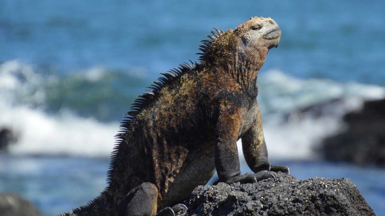 Wildlife of the Galápagos Islands