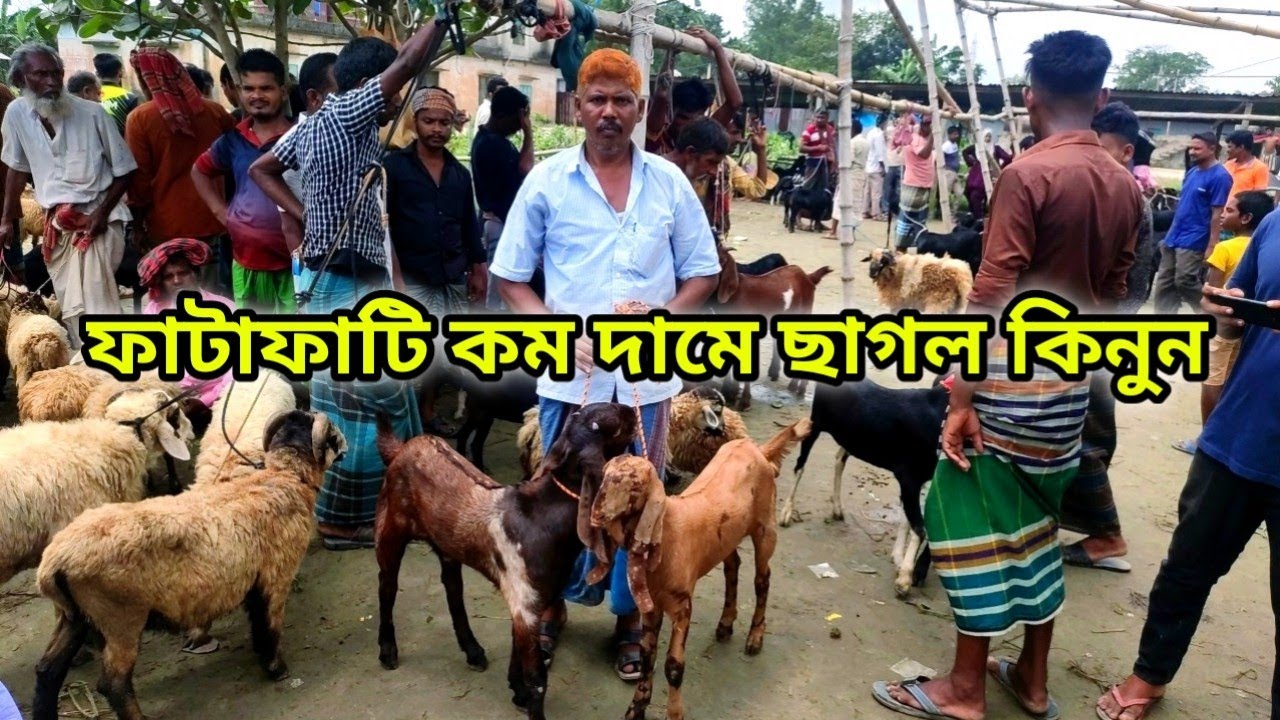 ফাটাফাটি কম দামে ছাগল বিক্রি হচ্ছে এখন। কালামপুর হাট ধামরাই ঢাকা।
