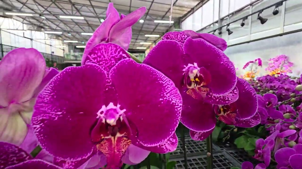 Miki Orchid, прогулка по магазину.