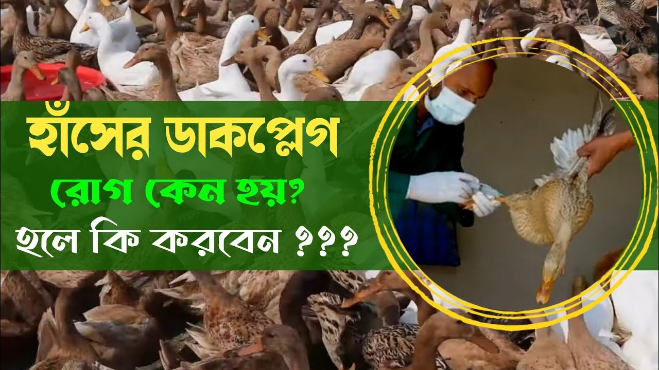 হাঁসের ডাক প্লেগ রোগের লক্ষণ প্রতিরোধ প্রতিকার ও চিকিৎসা A টু Z/ mitu duck farms