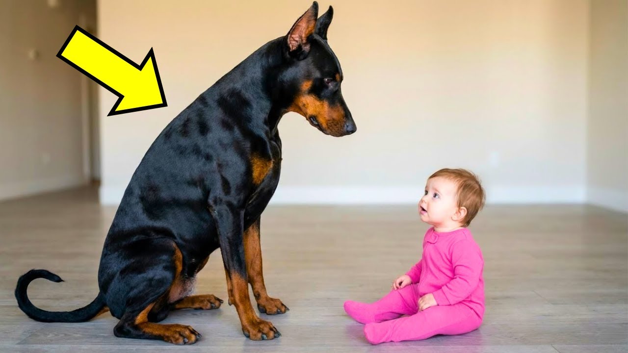 Bébé a essayé de câliner le Doberman, mais ce que le chien a fait ensuite était inattendu !!