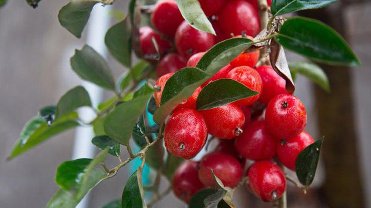 Elaeagnus latifolia tree bear fruit after 1 year in my garden
