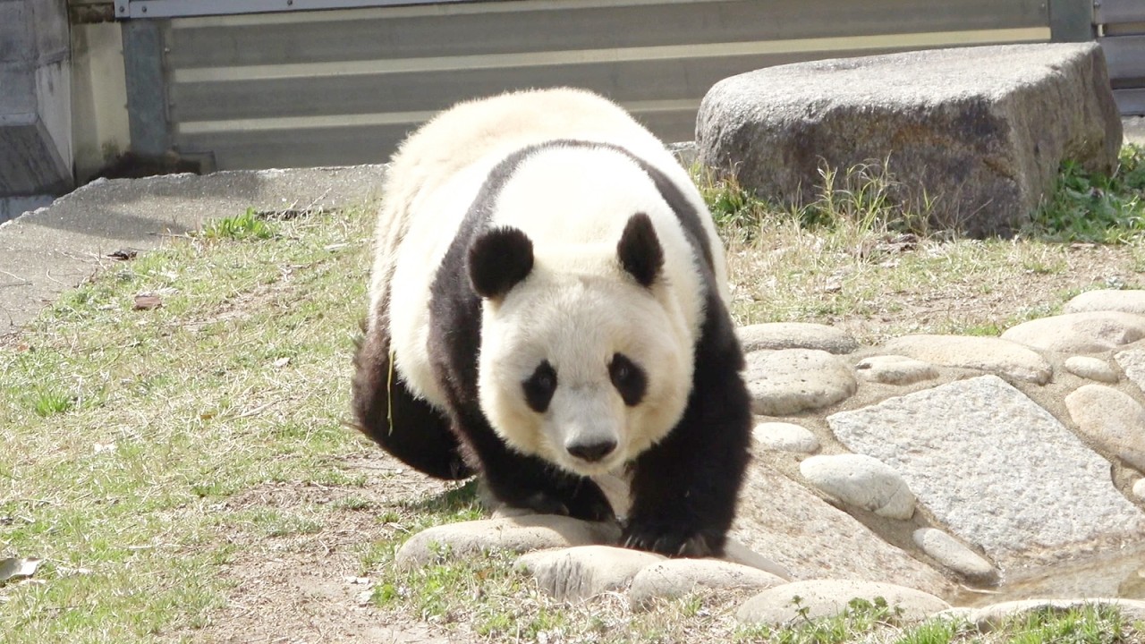 何気ないタンタンの普通の生活。 王子動物園にいけば会えるような気がする。 ずっと心の中で生きている。 #かわいい #パンダ #神戸市 #王子動物園