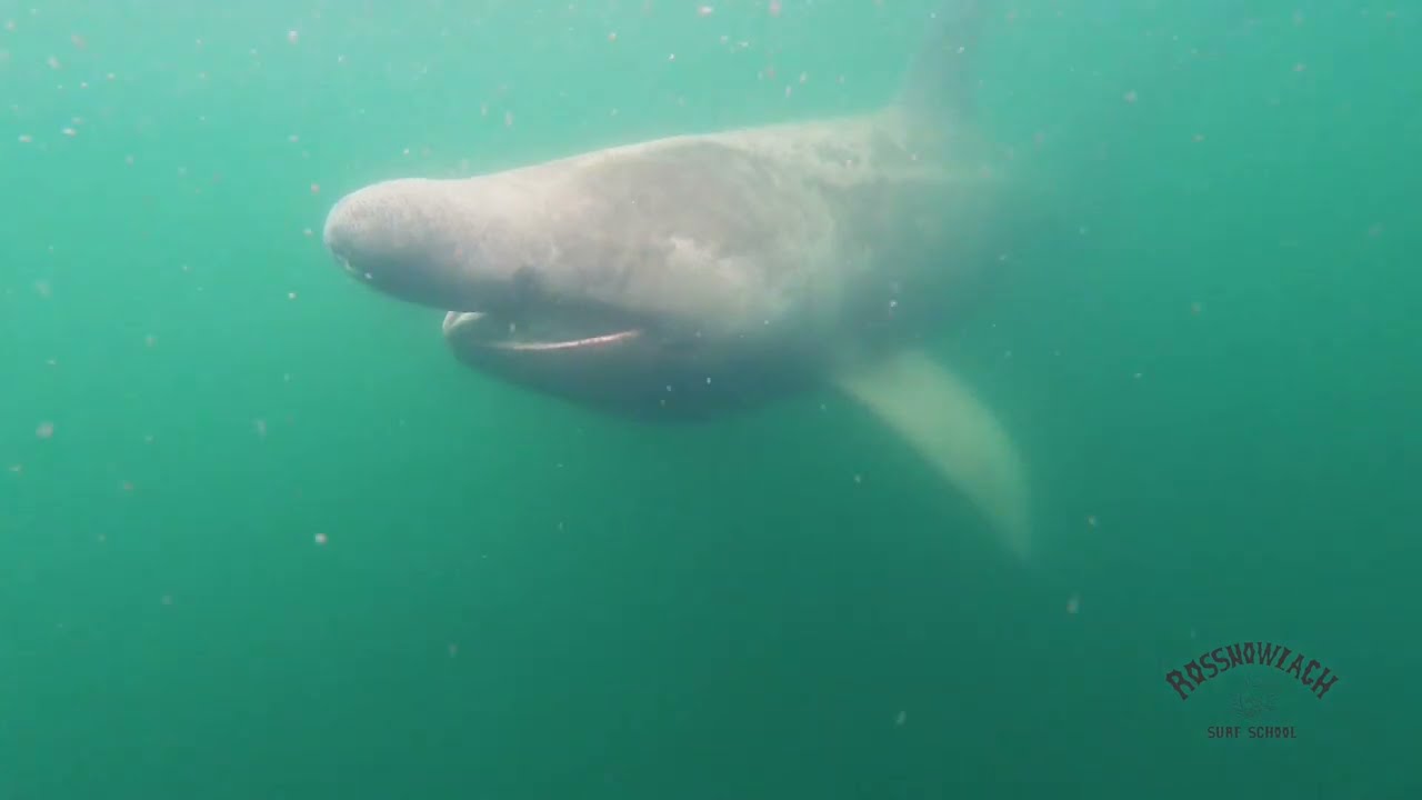 SHARKS IN IRELAND - Donegal Ireland
