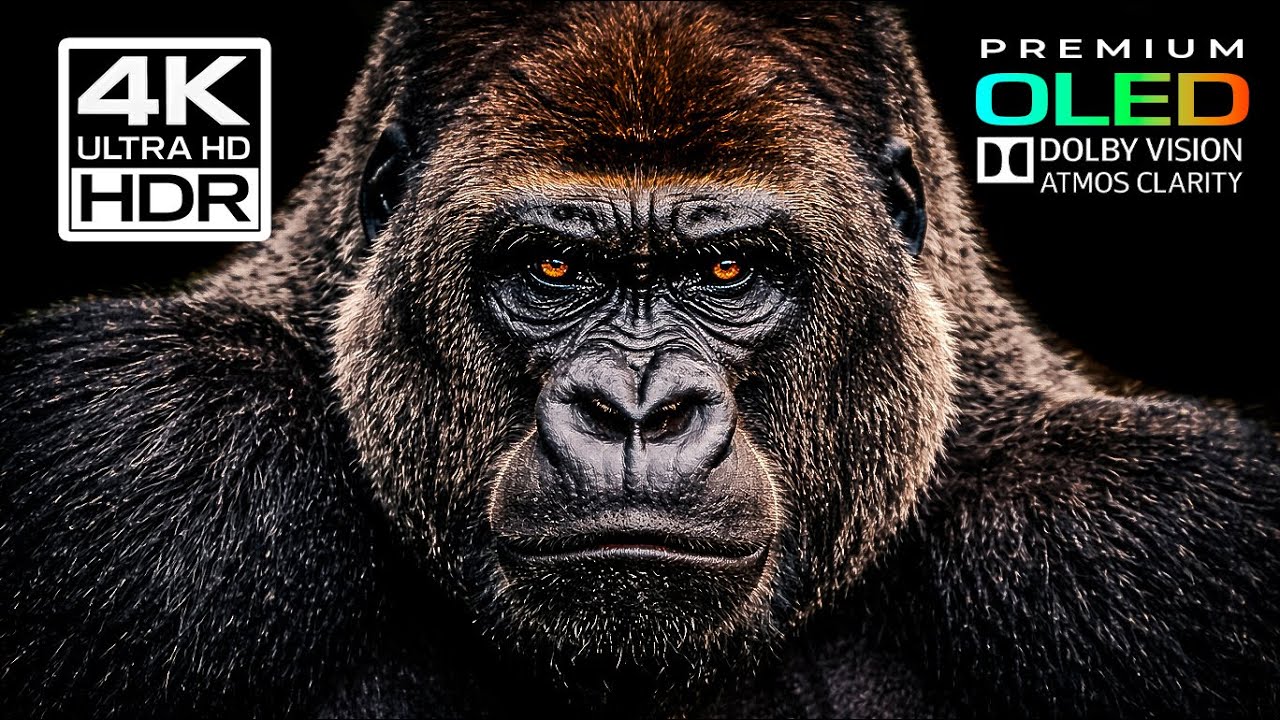 PRIMAL POWER — Silverback Gorilla in Cinematic 4K Ultra HD | Dolby Vision OLED (TV Demo)