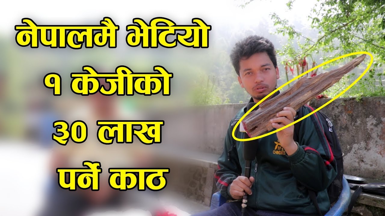 नेपालमै भेटियाे 1KG काे ३० लाख पर्ने काठ Saptarangi Ojhelkakhabar | Resham Bohora