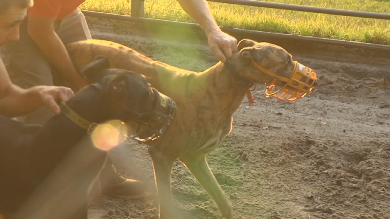 Greyhound racing in Florida to end at midnight