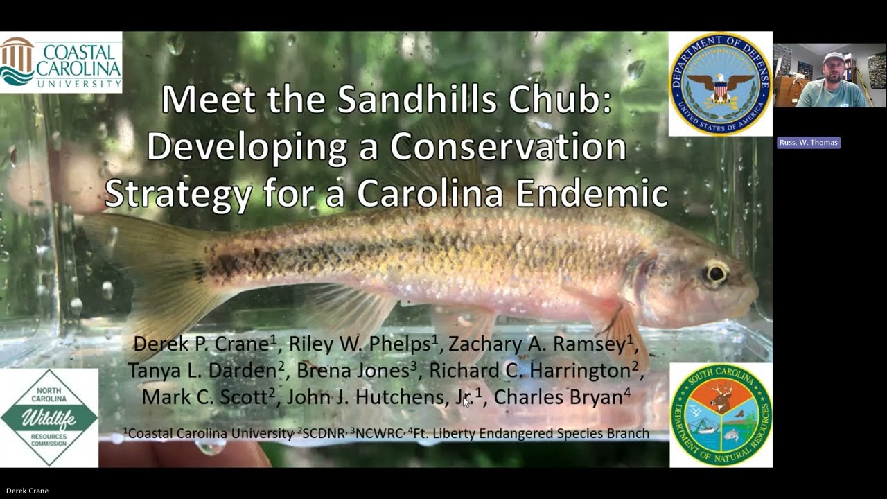 Вебинар SciComm: Знакомство с кустарником Sandhills Chub — разработка стратегии сохранения эндеми...