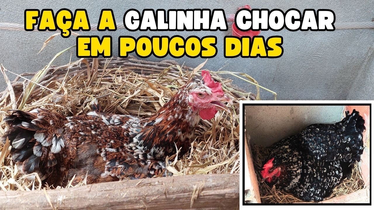 Com fazer a GALINHA chocar mais RÁPIDO