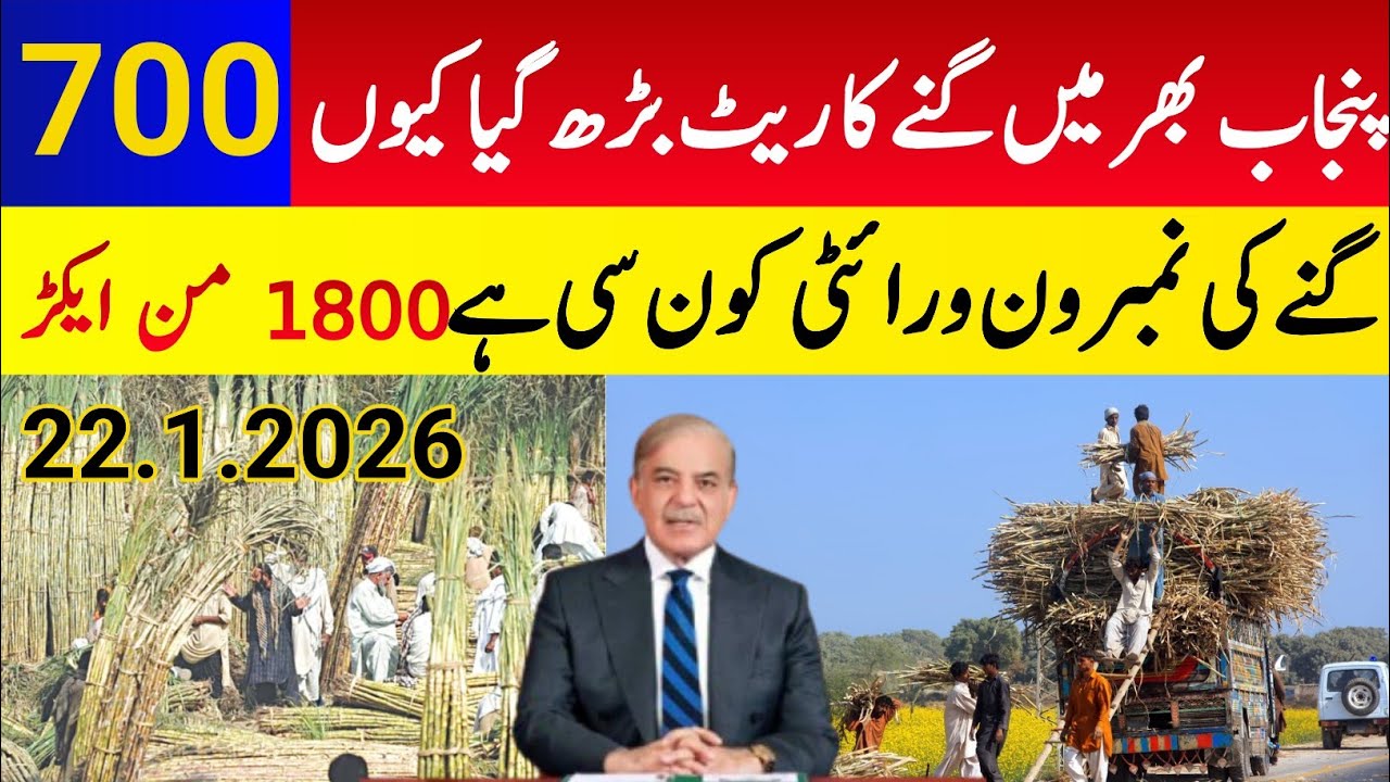 Sugarcane Rate in Pakistan 2026 