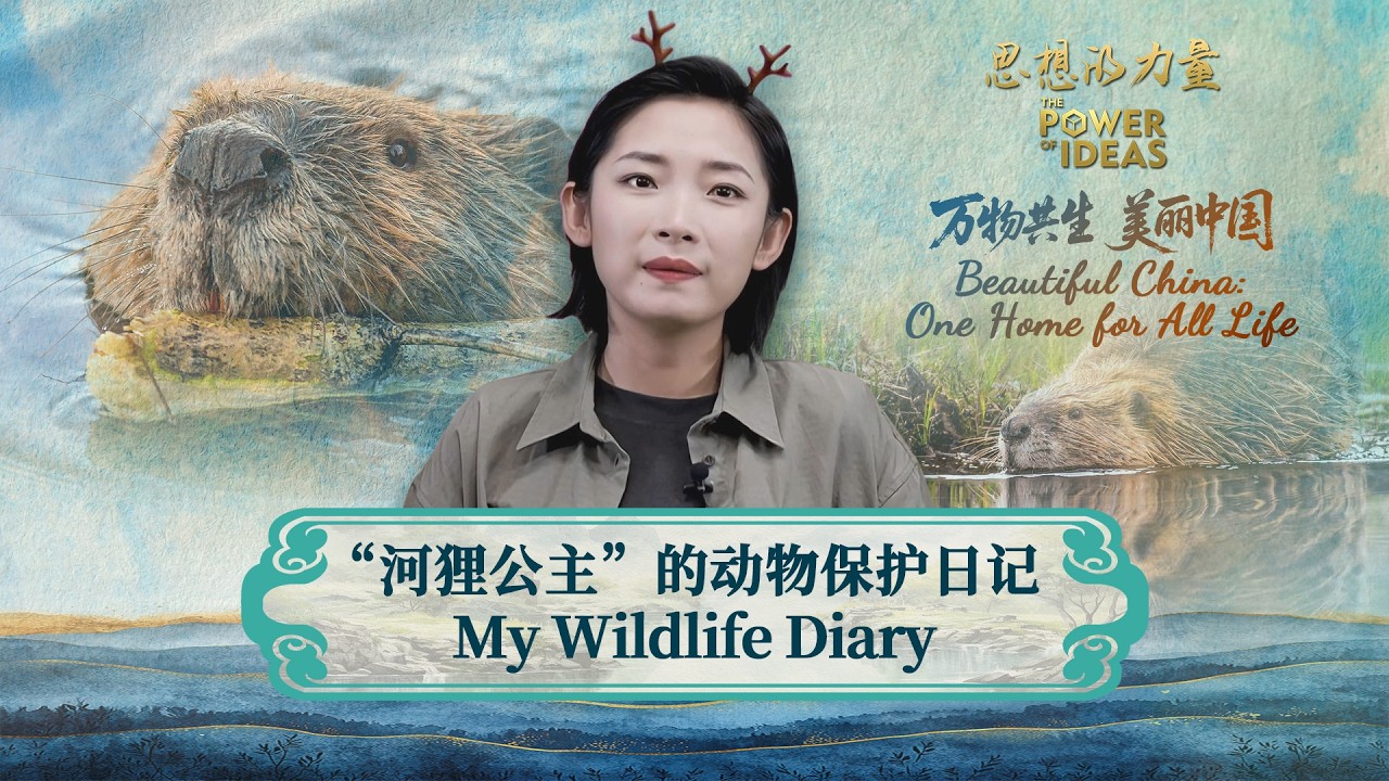 My Wildlife Diary