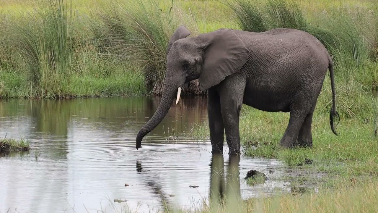 Botswana Okavango Delta