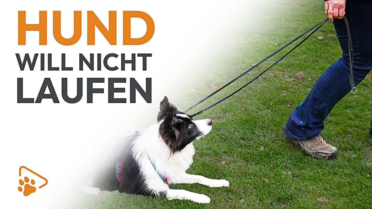 Dein Hund bleibt an der Leine stehen? | Diese 5 Übungen helfen! | wedog
