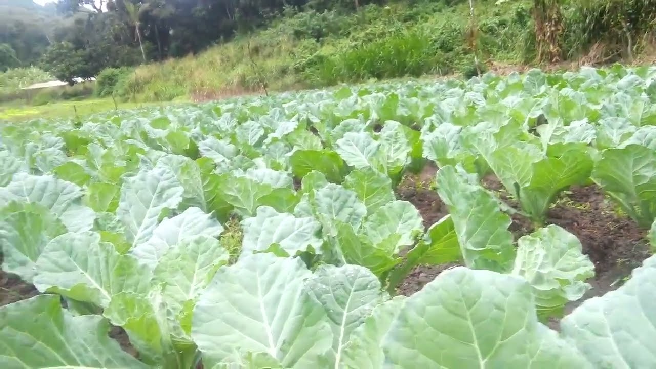 hortelã couve e tomate.