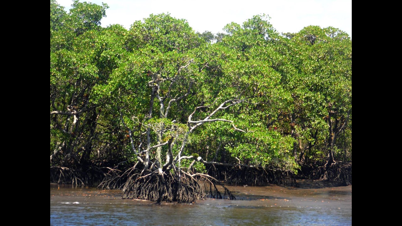 S&eacute;rie Manguezais Brasileiros - JN - TV GLOBO, mar&ccedil;o/2013
