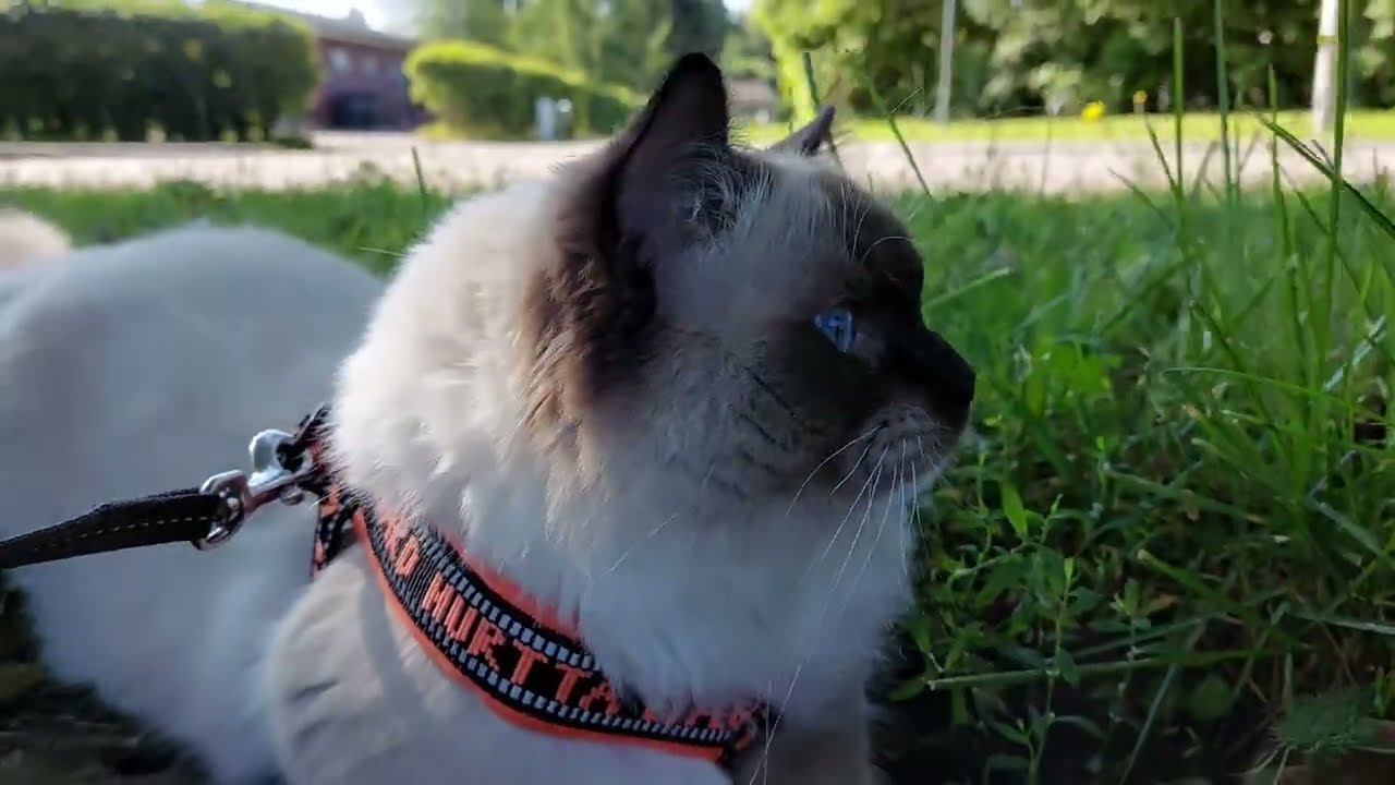 Day in the life of Ragdoll cat