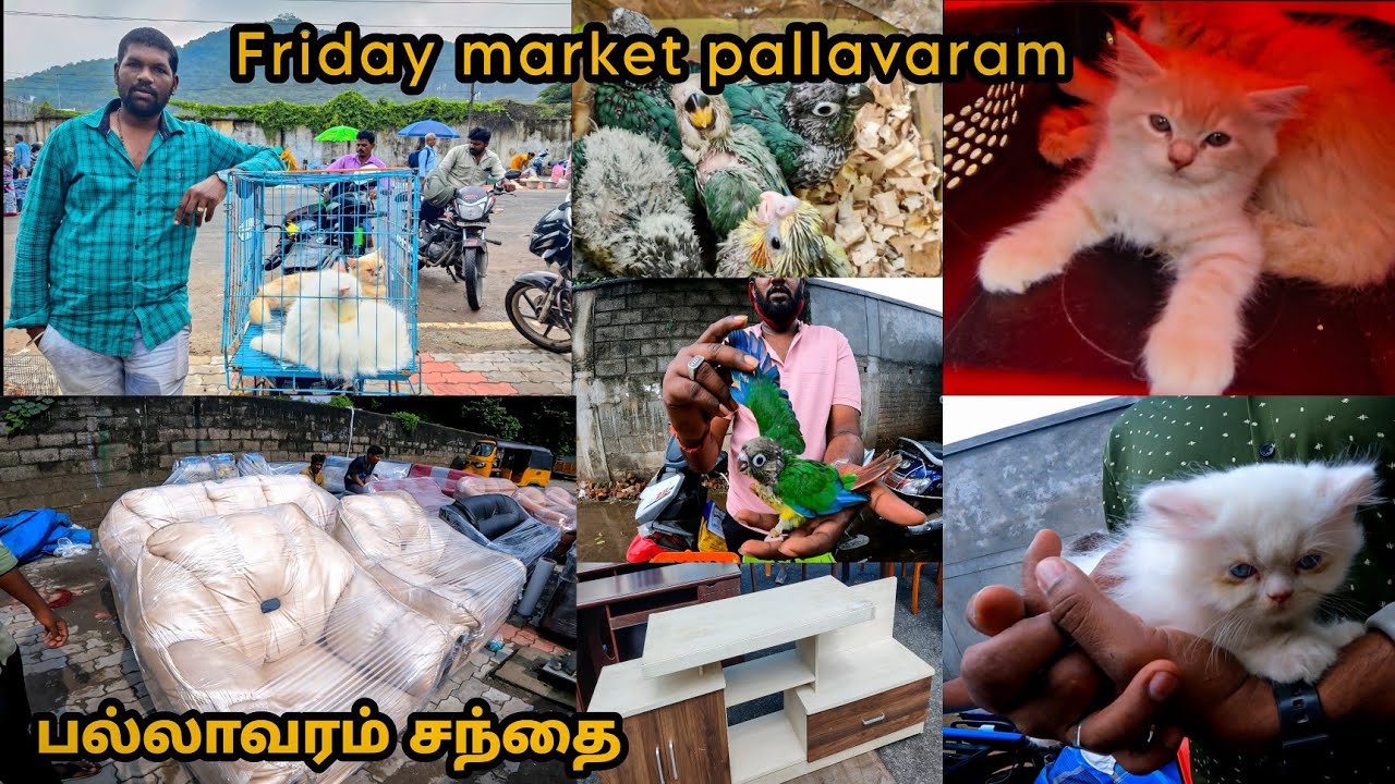 A - Z Home Appliances | Pet animals Furnitures | Electronic items | Pallavaram Friday market Chennai