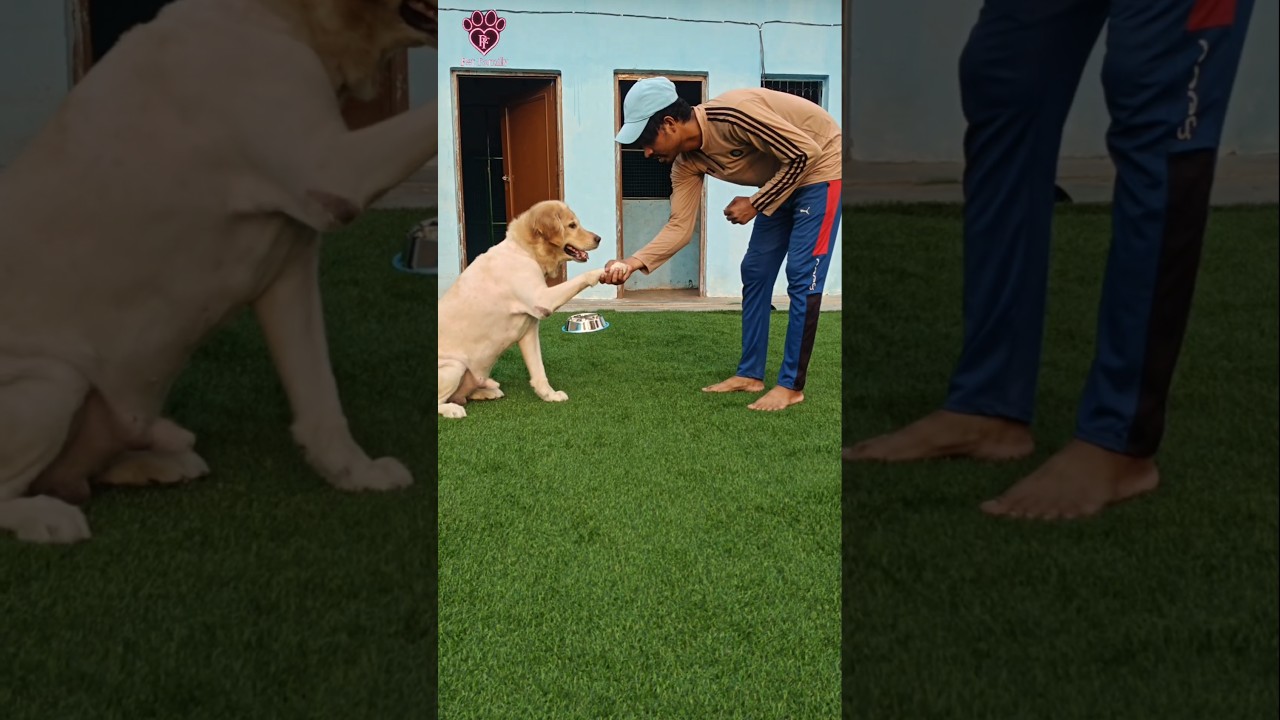 Pet Family Boarding & grooming Service