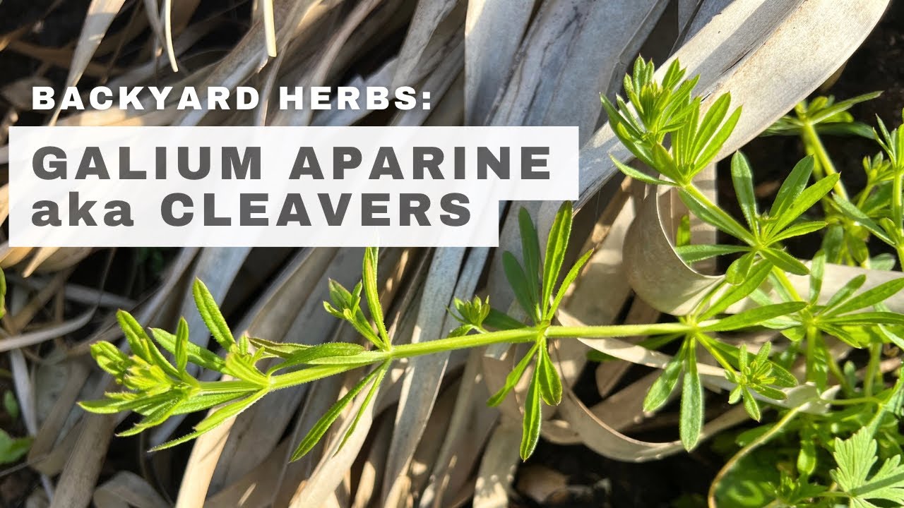 Backyard Weeds | A Closer Look at Cleavers