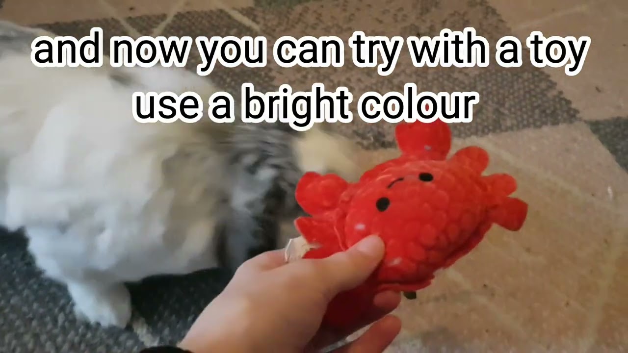 How to play fetch with your rabbit!